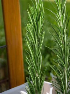 YAAMZZES Rosemary Dry Leaves Hot Red Wine Seasoning Ingredients for Fried Steak Edible Dried Branches Baking Decoration Spices