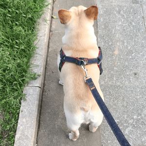 สายจูงสุนัขสายจูงสุนัขคอร์กี้สายจูงสุนัขพุดเดิ้ลสายจูงสุนัขโกลเด้นรีทริฟเวอร์สายจูงสุนัขปรับได้สําหรับฤดูร้อน