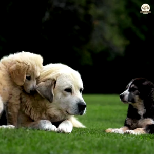 Prowild โปรไวลด์ ออริจิน อีสเทิร์น ไวลด์ สูตรไก่งวง อาหารลูกสุนัขและแม่สุนัข/ทุกสายพันธุ์ 3 kg