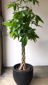 Bibit Tanaman Hias Bunga Pachira Pohon Uang / Bunga Pacira Pohon Hoki