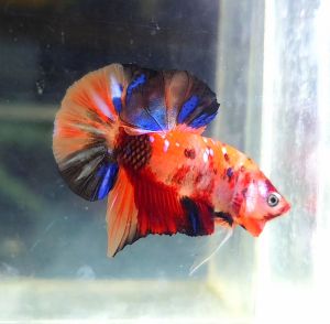 Candy Galaxy Halfmoon Plakat HMPK Betta Fish / Ikan Laga/ 斗鱼❗️Fish same as order❗️Not random pick❗️28