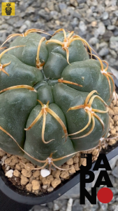 Gymnocalycium Denudatum cv. Kaiomaru / 高木の海王丸 / Thick & Curve Thorn / Live Cactus / Succulent