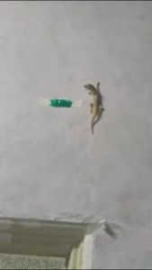 RACUN CICAK HERBAL VIZARD PALING AMPUH 20gr