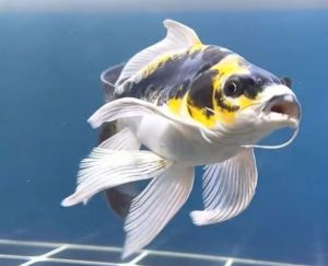 Big Size AAA Mayan Butterfly Koi/Ornamental fish/Freshwater/Readystock