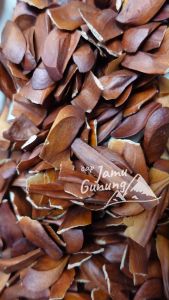 Biji Mahoni Kering Asli Hutan: Solusi Alami untuk Diabetes