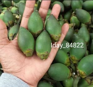 1kg buah jambe muda buah pinang Batara obat herbal tradisional