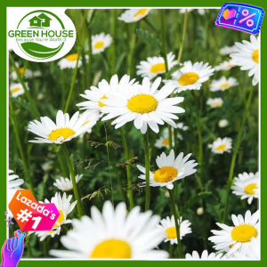 Green House® - Chamomile Seeds for Planting (40 Seed) Herbal Flower Plants incl. Planting Instruction