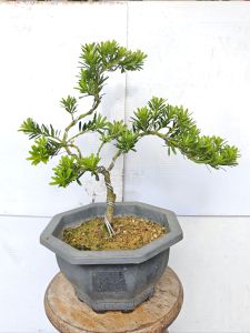 金钻罗汉松造型1-2尺 DESIGN OF DIAMOND PODOCARPUS 1FT to 2FT