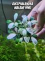 บูเซป Bucephalandra Pink Malawi ขายเป็นพอต สีชมพูปนขาวหวานๆ จะมี 3 ยอด รับประกันตลอดขนส่ง เลี้ยงง่ายเหมือน อนูเบียส anubias. 