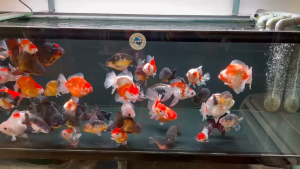 Vi sinh Tancho Koi Cao cấp 150 gram vi sinh bể cá hồ cá giúp làm trong nước khử mùi tanh hôi giảm độc tố ngăn ngừa rêu hại.