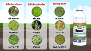 ซีเฮอร์ ยกลัง ขนาด 1 ลิตรx12 ขวด คุมเลน 0-4 วัน คุมใบแคบ ใบกว้าง กก ข้าวไม่แดง ไม่หงิก ไม่งัน