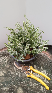 เฟิร์นเงิน กระถาง5.5นิ้ว ต้นเฟิร์นเงิน ต้นเฟิร์นใบเงิน ต้นเล็กน่ารัก ประดับโต๊ะทำงาน ออฟฟิส ส่งทั้งกระถาง