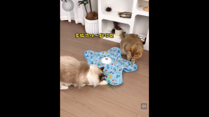 LDECO Interactive Cat Hunting Mat Toy Automatic Moving Feather Cat Toy USB Rechargeable Self‑Play Toy for Indoor Cats