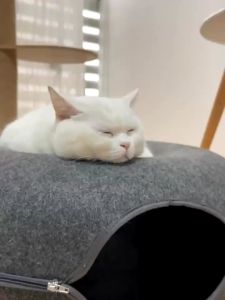 Pet Cats Tunnel Interactive Play Toy Cat Bed Dual Use Indoor Toy Felt Tunnel Cat Rabbit Tunnels Tubes Training Toy