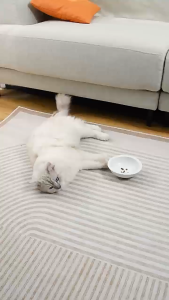 Automatic Pet Feeder Large Capacity Cat Dog Food Water Dispenser Gravity Flow Anti Spill Bowl Bekas Makanan Kucing