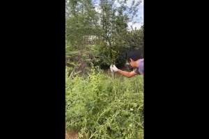 💥ทำจากเหล็กแมงกานีสแท้100%💥 เคียวแมงกานีส เคียวเหล็กแมงกานีส เคียวเกี่ยวหญ้า เคียวเกี่ยวข้าว มีดถางหญ้า คียวตัดกิ่งไม้ เคียว ขนาด S/M/L