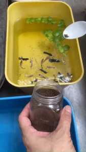 Cám viên nổi 05 mm thức ăn cá Cho cá betta bảy màu cá kiểng nhỏ siêu đạm giúp cá tăng tưởng tốt lên màu nhanh