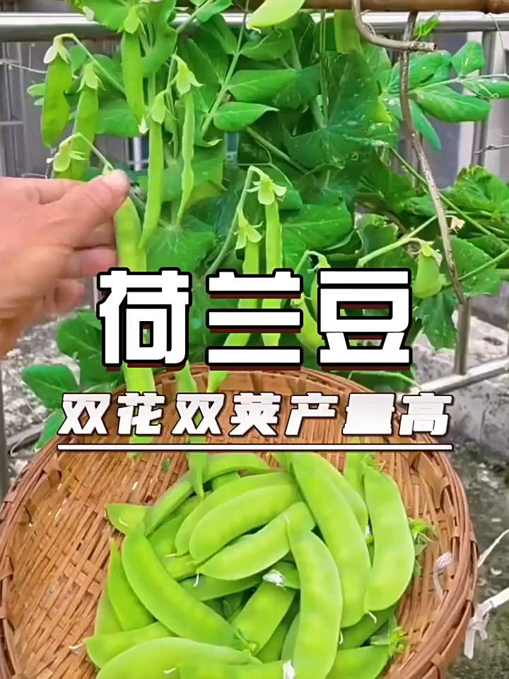 50seeds/pack-snow pea sitsaro / chinese pea / snow peas-A658