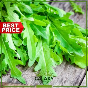"GalaxySeeds" Arugula Seeds for Planting Vegetable Plants (100 Seed) Including extra fertilizer - Rucola Rocked Plant
