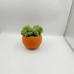 Chậu đất nung chậu sen đá - A ball succulent 1095 miệng chậu 10cm chiều cao 9.5cm