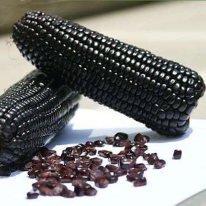 isi 10 butir benih bibit jagung hitam manis