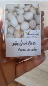 50 เมล็ด เมล็ดพันธุ์ถั่วหรั่งสีขาว เมล็ดถั่วหรั่งสีขาว ถั่วหรั่ง เมล็ดถั่วหรั่ง ถั่วเมล็ดเดียว