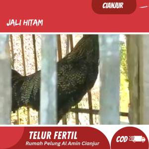 5 Butir Telur Ayam Pelung Jali Hitam Untuk Ditetaskan Fertil