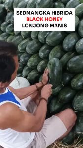 Benih Semangka Hibrida BLACK HONEY 25 Biji Cap Bunga Matahari Inul Lonjong Manis