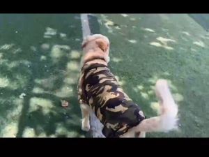 เสื้อสุนัข เสื้อหมาลายพราง เสื้อลายทหารเนื้อผ้าบางสบายระบายอากาศได้อย่างดี เหมาะสำหรับน้องหมาพันธุ์กลางและพันธุ์ใหญ่ (พร้อมส่ง)