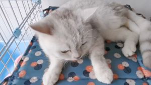 Furiri Dorrikey 130/200pcs Pets Eye and Ear Wipes Hypoallergenic Ear Cleaning Pad Eye Ear Stains Eliminate Odor