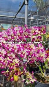 HOA LAN ĐỎ TÍM CHỚP XỔ 5%