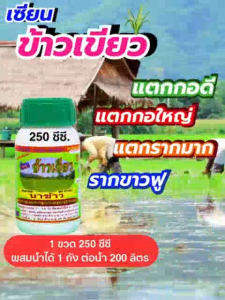 เซียนข้าวเขียว ขนาด 250 ซีซี ฮอร์โมนฉีดพ่นทางใบ ข้าวแตกกอดี แตกกอใหญ่ แตกรากมาก รากขาวฟู เขียวทันใจ ต้านโรค ต้านร้อน ต้านหนาว