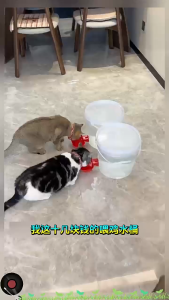 Z.Z Toy Store Automatic Pet Water Dispenser Dog Cat Drinking Fountain Pet Feeder High Capacity Quiet Operation Visual Water Level Detachable Design Leak-Proof Tahan Lama Bersih Mudah