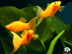 Gold Lyretail Molly/Ornamental fish/Freshwater/Readystock
