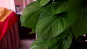 Salon Beauty Lamp For Tattoo Tattoo Beauty Floor Lamp Beauty Eyelash Lamp Super Bright Folding Tattoo Shadowless Lamp Grafting Eyelash Extensions Special for Surgery