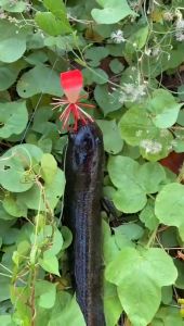 Jump Frog Triangle Mini 35cm Ose Nusantara Shark Snakehead specialist Umpan Casting Gabus Toman NOCOPY BOYTEP