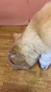 BIGMAX 5 KAPSUL VITAMIN UNTUK KUCING: VITAMIN KUCING NAFSU MAKAN & PENGGEMUK BULU