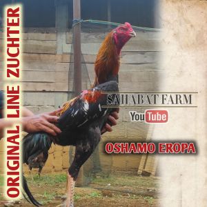 Telur Tetas OSHAMO EROPA Big Size Original