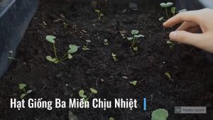 Hạt Giống Rau Má Lá Nhỏ Gói 1gram