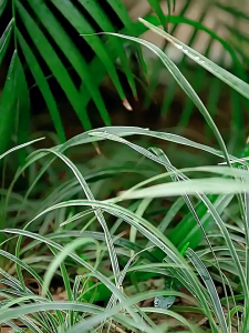 2025 Solar Ultrasonic Bird Repellent 🌞Teknologi solarterkim perlindungan24jam 德国科技 Orchard Ultrasonic Bird Repellent Penghalau Burung 360° Outdoor Waterproof IP65 | Orchard Pigeons Crow Repellent | Solar Charging Fast | 驱鸟神器 防鸟神器 驱赶鸽子乌鸦