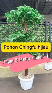 Pohon Artificial 2 Meter Bonsai Daun Chingfu Hijau Tanaman Sinfu bunga hias plastik dekorasi rumah