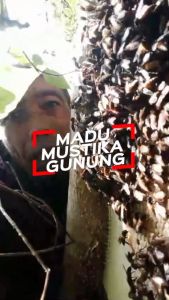 Madu Mustika Gunung Hitam Pahit 100% Murni Original Raw Honey Tanpa Campuran dari Hutan Garut Selatan