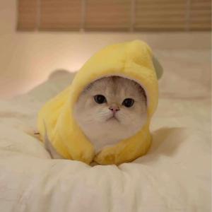 Petone dOrage | Quirky Warm Pet Costume