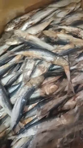 Dried Turay (Palawans Best) TAM A