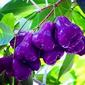 Bibit Jambu Air Citra Ungu Super Jumbo🌱Sudah Siap Ditanam Bibit Subur Besar Rimbun Siap Ditanam Di Lahan Maupun Di Planterbag Hasil Cangkok Yuk Dicekout Pemesanan Bisa COD Bayar Ditempat