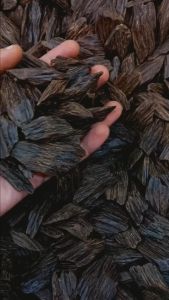 ASALAH Kayu Gaharu I Kalimantan SUMBAWA I