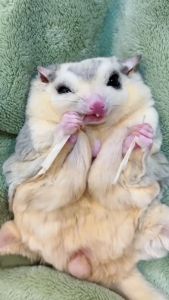 Sugar Glider Fish Strips/sugar glider snacks/fish slide/small animal treat/snacks