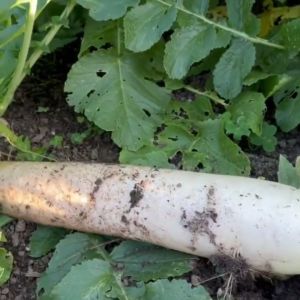 300 เมล็ด เมล็ดพันธุ์ หัวไชเท้า ผักกาดหัว หัวใหญ่ หัวไชเท้าญี่ปุ่น เมล็ดพันธุ์แท้ นำเข้าจากต่างประเทศ ไดคอน โตไว หัวยาวใหญ่ปลูกง่ายหัวใหญ่