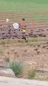 🦜50 ปีไม่มีนก🐦ไล่นก ก้อนไล่นกพิราบ ก้อนไล่นกพิราป 12เม็ด/กล่อง กลิ่นขับไล่นก กันนกออกไปได้อย่างง่ายดาย ไม่กลัวฝน ผลที่ยาวนาน สะดวกรวดเร็ว กันฝน กันแดด ปลอดภัยไร้สารพิษ ไล่นกพิราบถาวร ไล่นกได้ผลดี ก้อนไฟป่าไล่นก