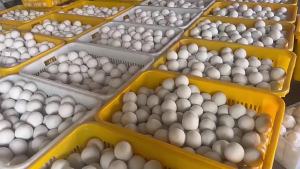 Wool Balls Six-Pack Anti-Static Laundry Balls Dryer Wool Dryer Balls Anti-Tangle Clothes Dryer Balls